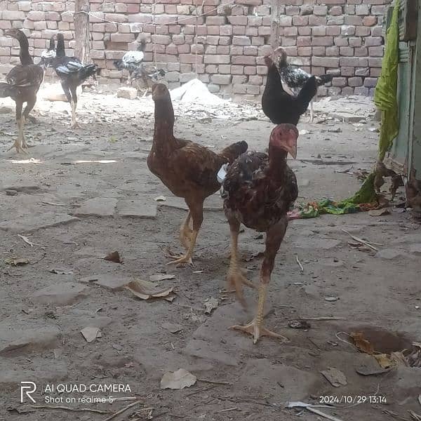 aseel hen and aseel murgs for sale 03036308392 3