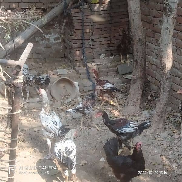 aseel hen and aseel murgs for sale 03036308392 4