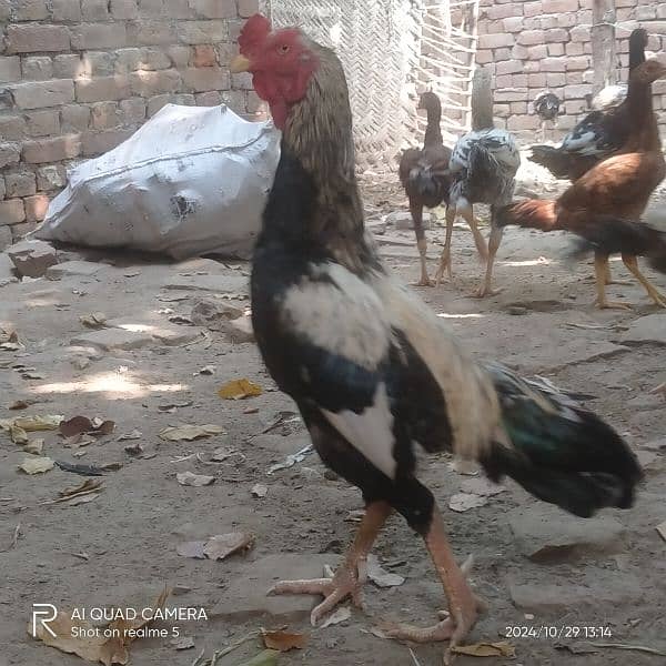 aseel hen and aseel murgs for sale 03036308392 9