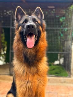 german shepherd male