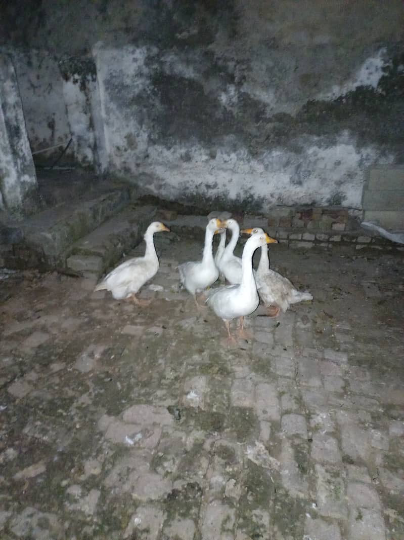 Ducks for sale 0