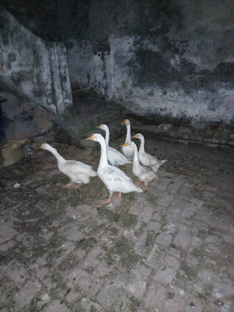 Ducks for sale 1