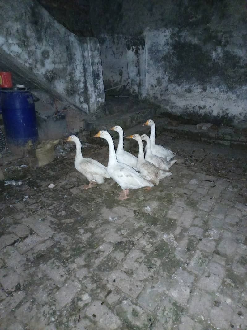 Ducks for sale 2