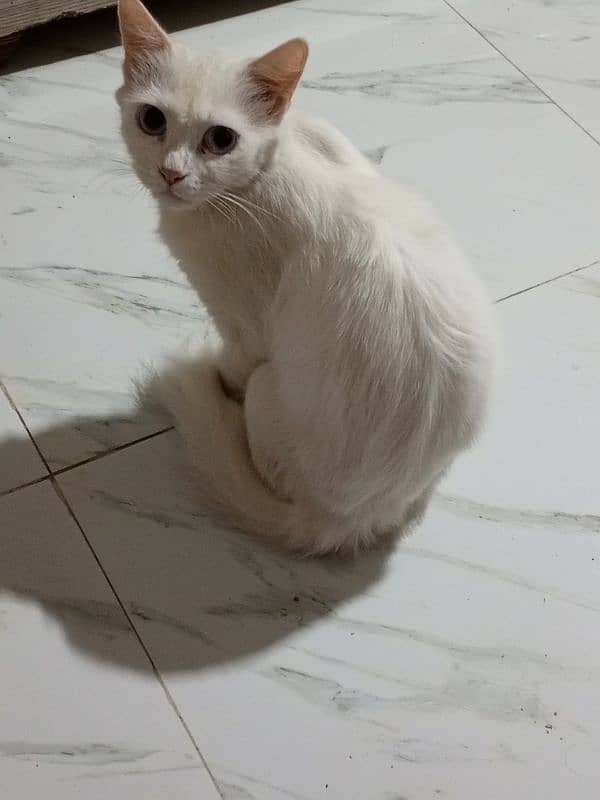 Persian male and female white cats 1