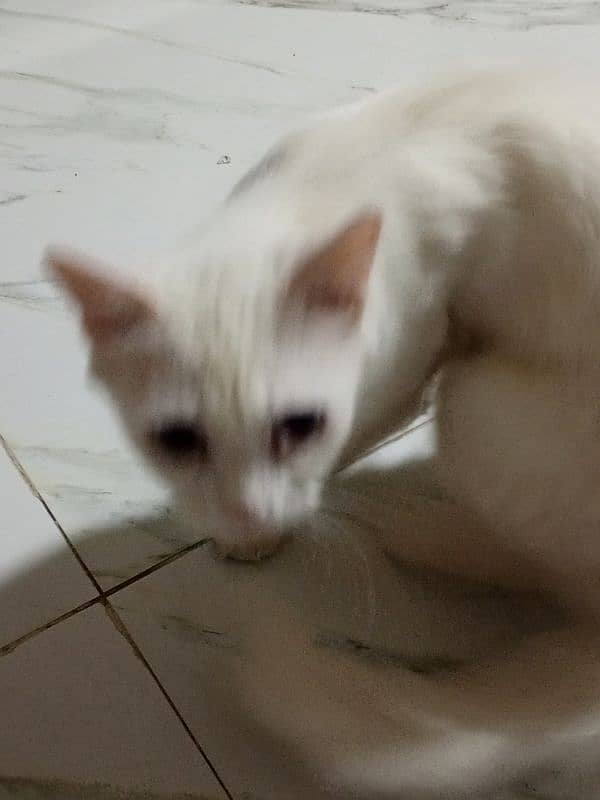 Persian male and female white cats 2