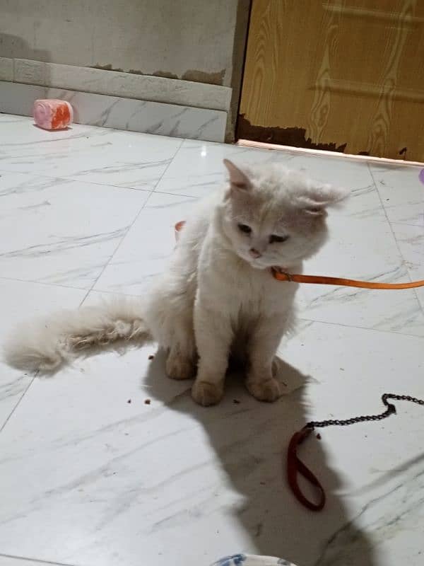 Persian male and female white cats 5