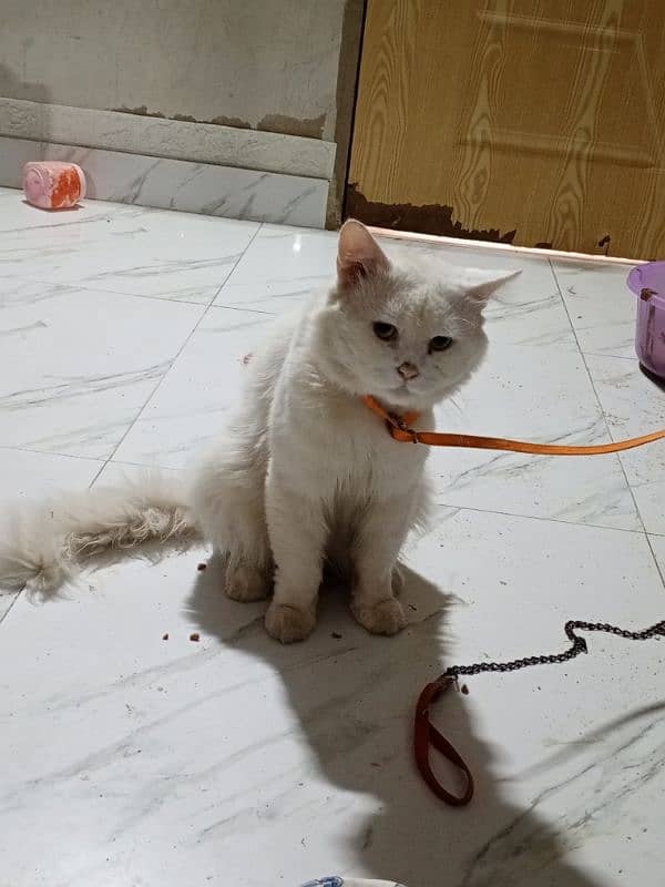 Persian male and female white cats 6