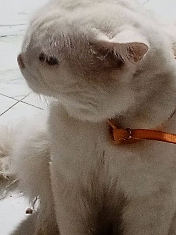 Persian male and female white cats 7