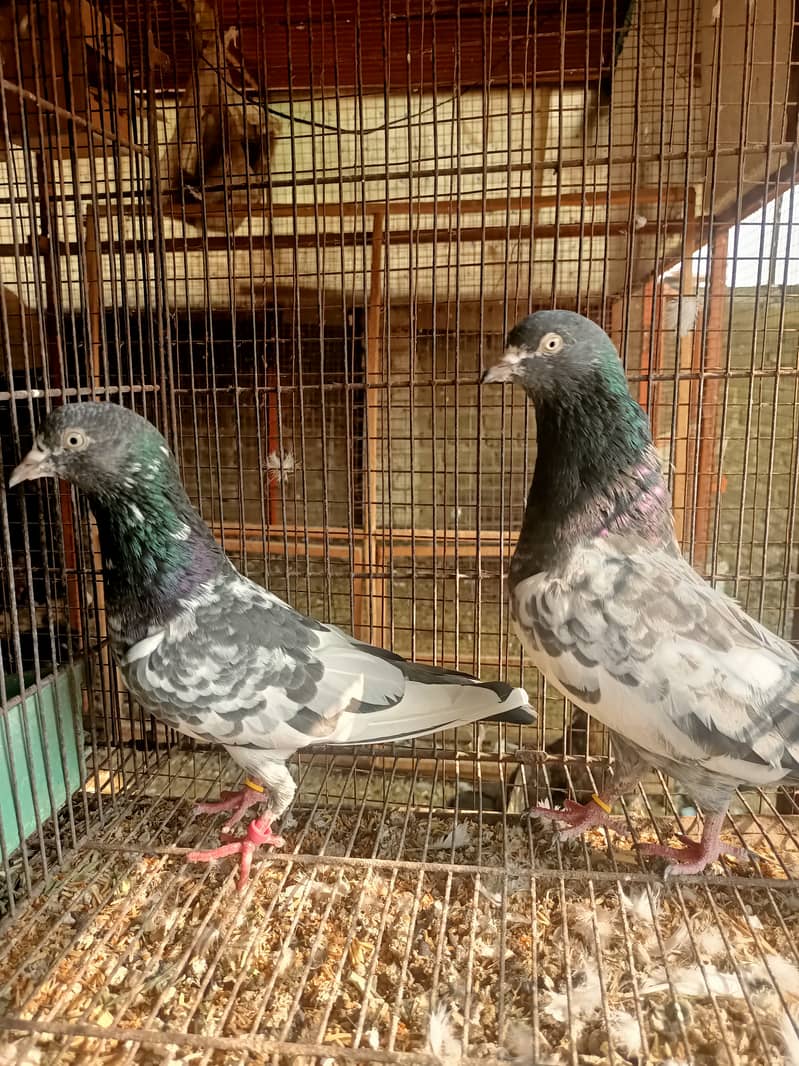 teddy pair and 35 wala batera pair and patha for sale 4