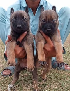 Alsatian bigyari  Billi nose security dog pair 2 month for sale