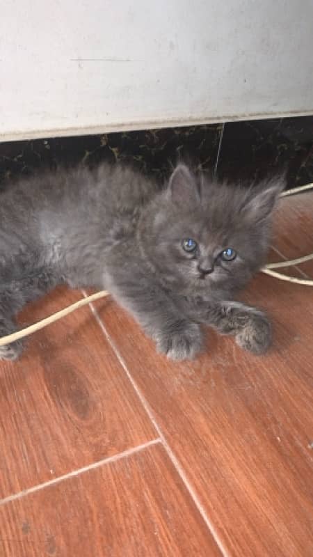 PERSIAN TRIPAL COAT KITTEN 2