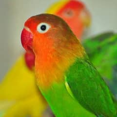 Fischer's Lovebird for Sale – Beautiful & Friendly! Only 1800 pair