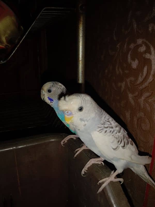 Hand tame parrot 6