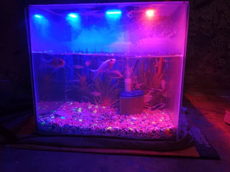 fish aquarium 0