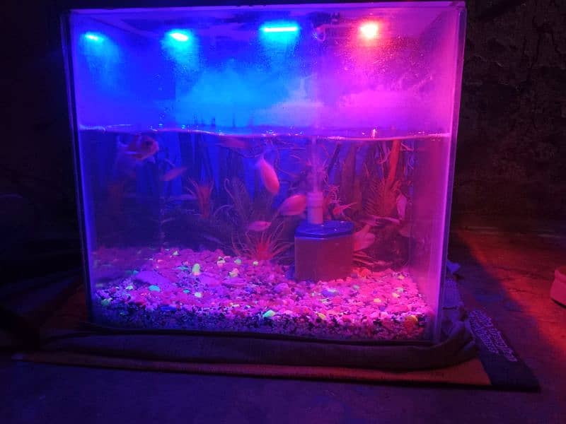 fish aquarium 1