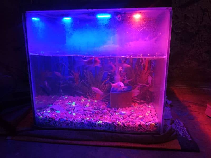 fish aquarium 3