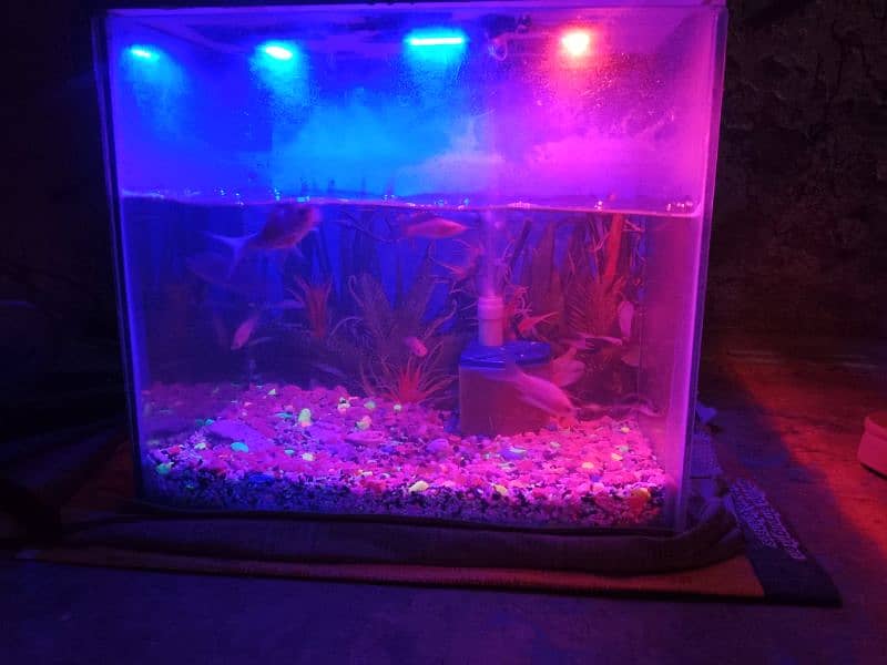 fish aquarium 4