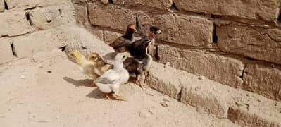 Aseel Chicks For Sale