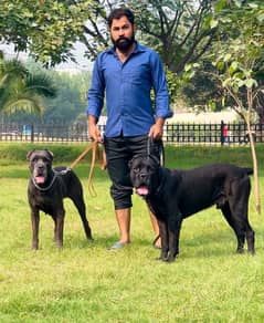 cane corso 03234696626