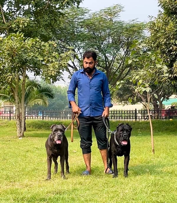 cane corso 03234696626 1