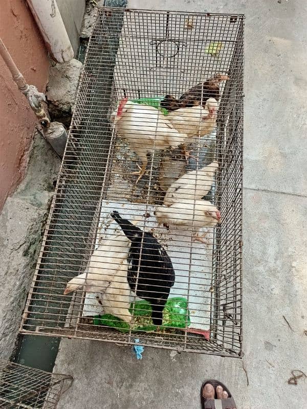 6 Pure Desi chicks for sale broody breed 2