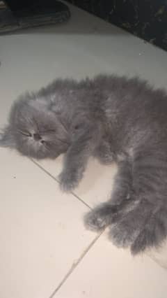 TRIPPAL  COATED  PERSIAN KITTEN