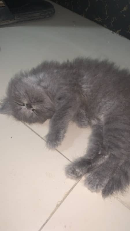 TRIPPAL  COATED  PERSIAN KITTEN 0