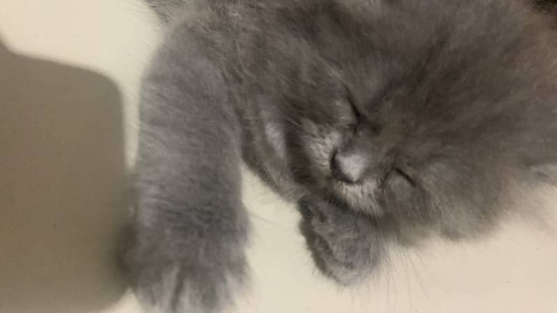 TRIPPAL  COATED  PERSIAN KITTEN 1