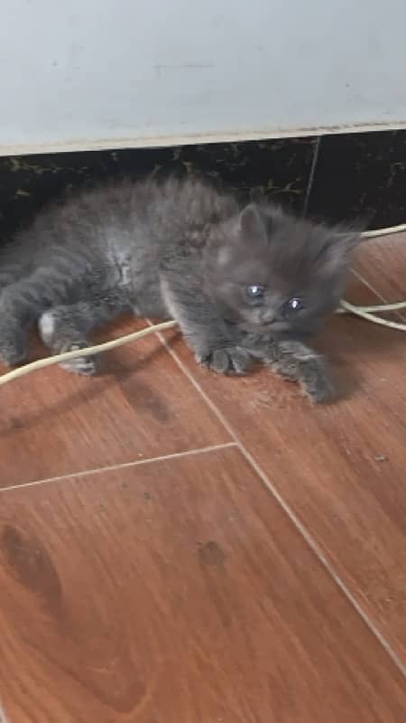 TRIPPAL  COATED  PERSIAN KITTEN 2