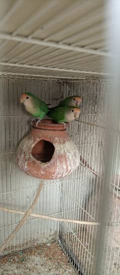 Birds for Sale