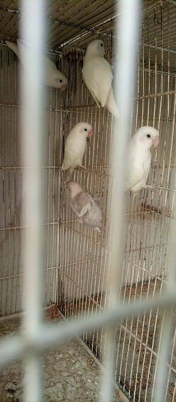 Birds for Sale 5