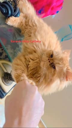 Persian cat | High Quality Piki Male | Cat | Cat For Sale | Stud Male