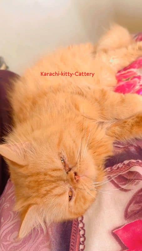 Persian cat | High Quality Piki Male | Cat | Cat For Sale | Stud Male 1