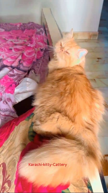 Persian cat | High Quality Piki Male | Cat | Cat For Sale | Stud Male 2