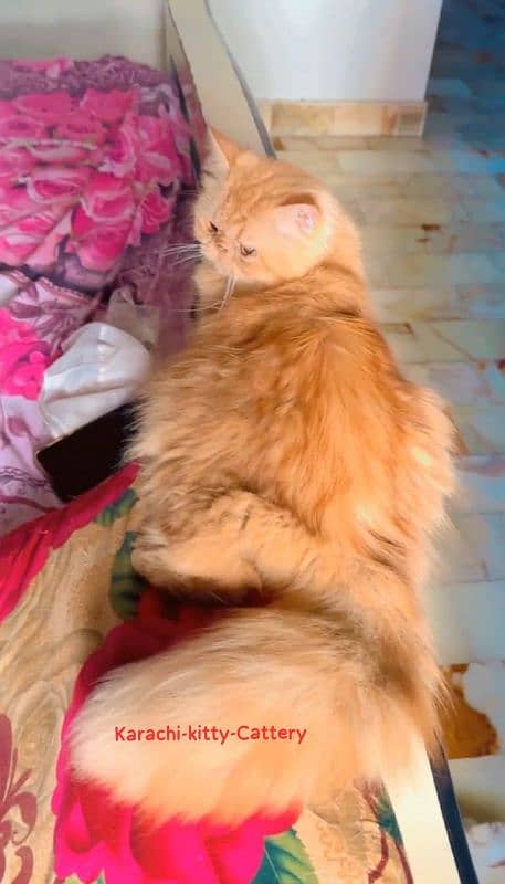 Persian cat | High Quality Piki Male | Cat | Cat For Sale | Stud Male 3