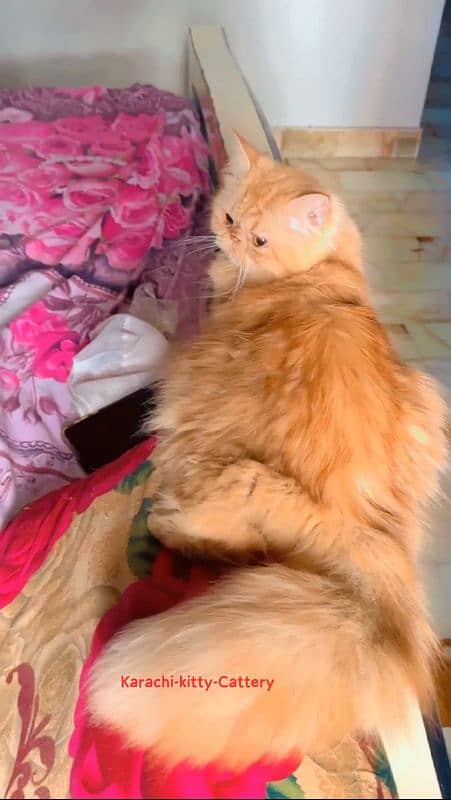 Persian cat | High Quality Piki Male | Cat | Cat For Sale | Stud Male 4