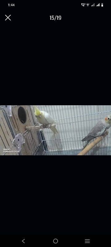 cage for all birds pure diar wood 14