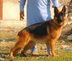 German Shepherd pair| Long Coat | Dog For Sale | GSD