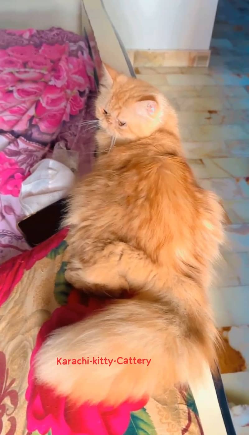 Persian cat | High Quality Piki Male | Cat | Cat For Sale | Stud Male 2