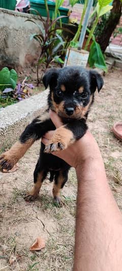 100% pure rottweiler female puppy