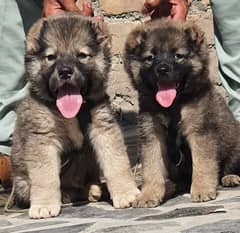 Kurdish kangal puppies pair full security dogs havey bone for sale 0