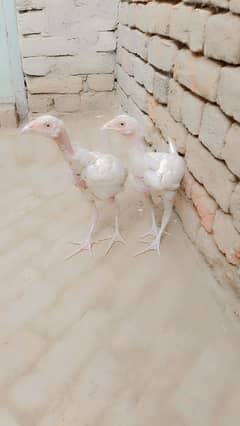 Pepper White 2 Chicks