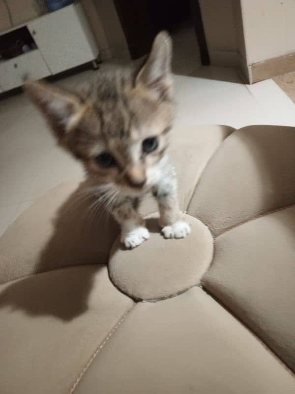 looking for adoption for 1 month old kitten 2