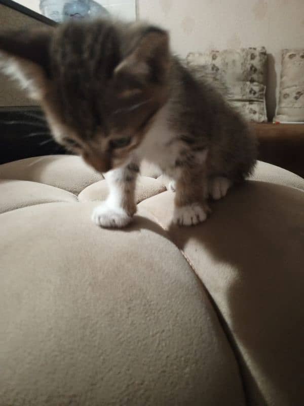 looking for adoption for 1 month old kitten 3