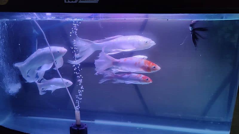 Butterfly Koi, parrot fish 2