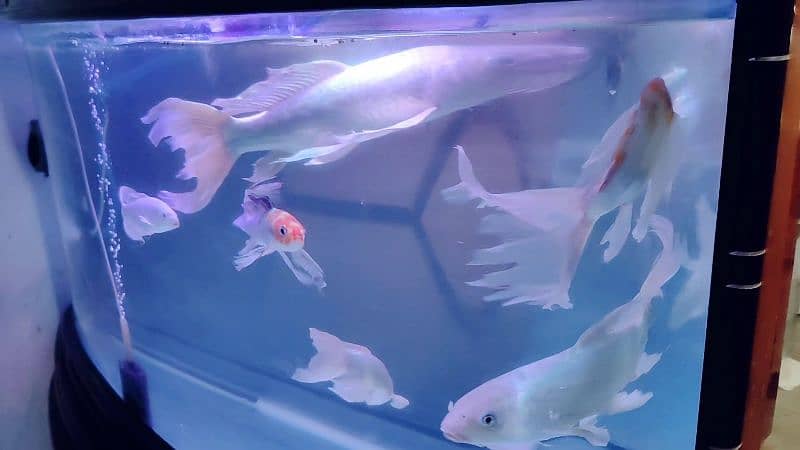 Butterfly Koi, parrot fish 5