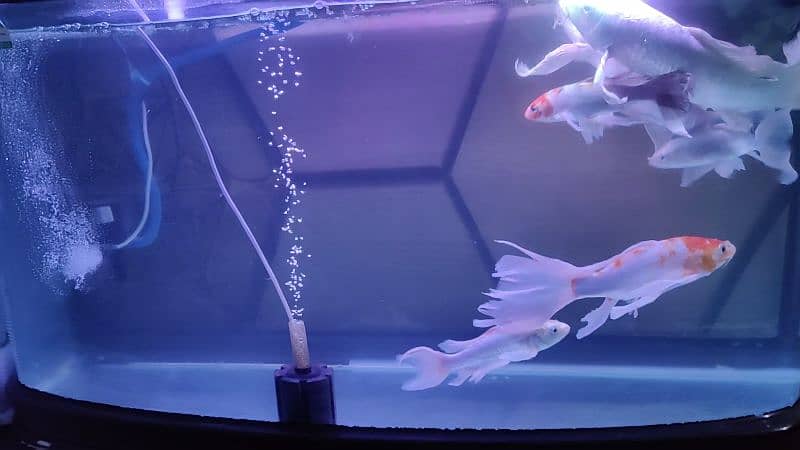 Butterfly Koi, parrot fish 6