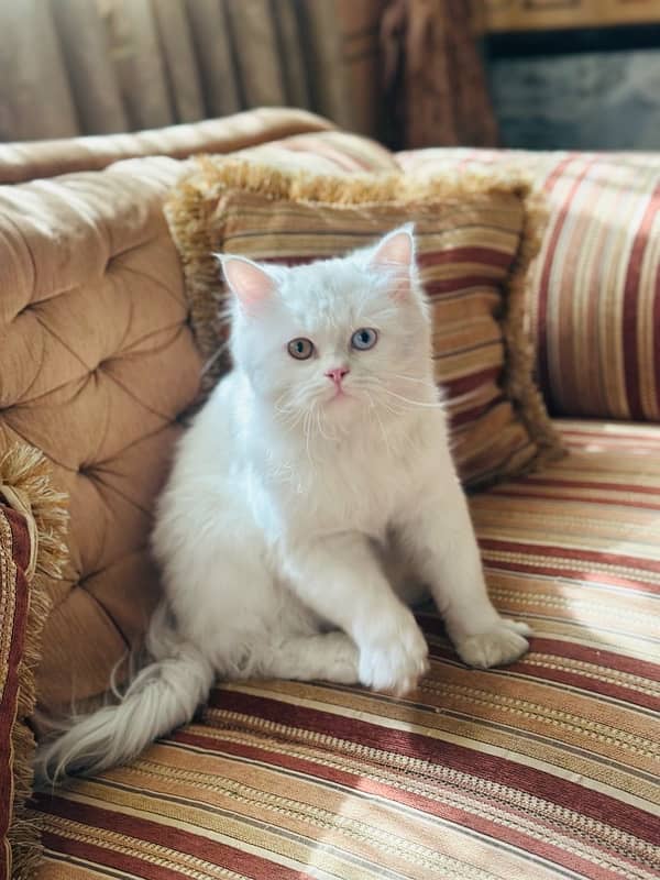 Persian Cat 1