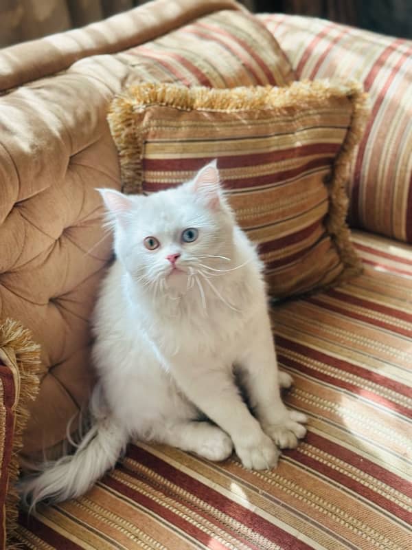 Persian Cat 2