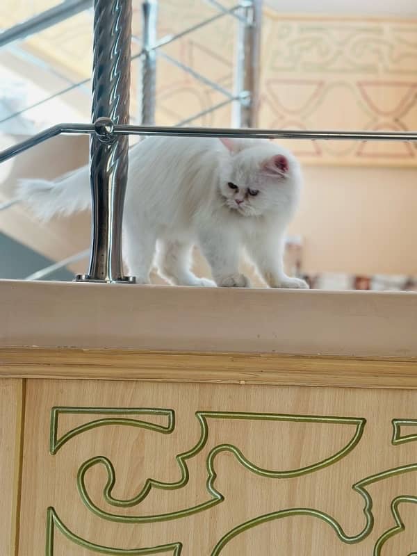 Persian Cat 3